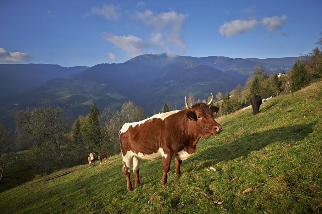 Villa Tourist Farm Kladje Ljubno Esterno foto